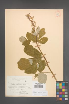 Rubus sanctus [KOR 18505]