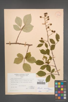 Rubus sanctus [KOR 27096]