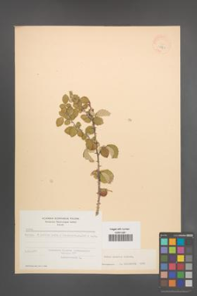 Rubus sanctus [KOR 18555]