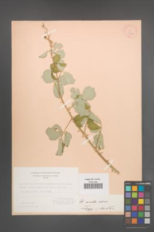 R. [Rubus] sanctus [KOR 18565]