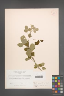 Rubus sanctus [KOR 18566]