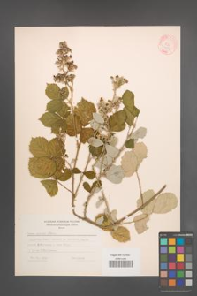 Rubus sanctus [KOR 18571]