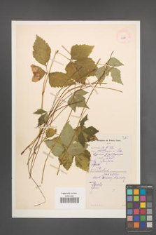 Rubus saxatilis [KOR 10986]