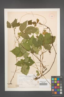 Rubus saxatilis [KOR 11002]