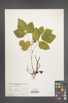 Rubus saxatilis [KOR 10984]
