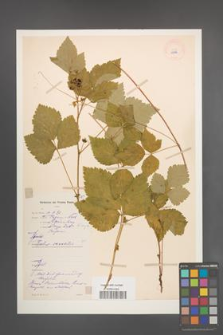 Rubus saxatilis [KOR 10996]