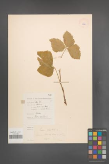 Rubus saxatilis [KOR 10997]