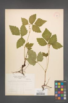 Rubus saxatilis [KOR 3756]