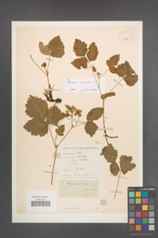 Rubus saxatilis [KOR 11016]