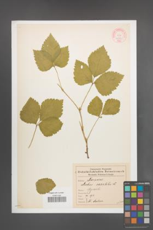 Rubus saxatilis [KOR 46566]