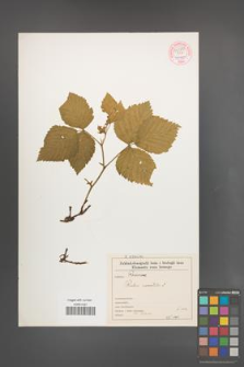 Rubus saxatilis [KOR 54370]