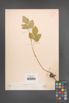 Rubus saxatilis [KOR 11013]