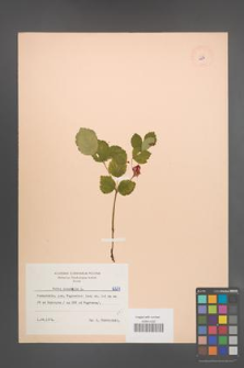 Rubus saxatilis [KOR 6271]