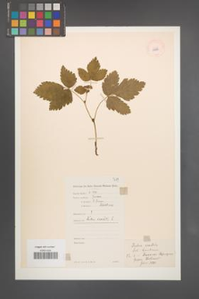 Rubus saxatilis [KOR 10995]