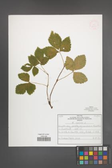 R. [Rubus] saxatilis [KOR 52100]