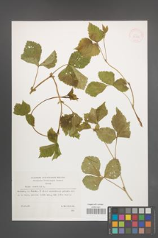 Rubus saxatilis [KOR 32820]