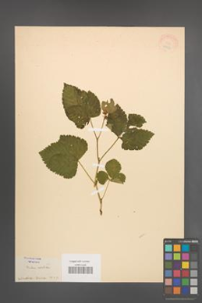 Rubus saxatilis [KOR 18583]