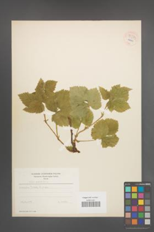 Rubus saxatilis [KOR 54373]