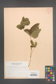 Rubus saxatilis [KOR 28872]