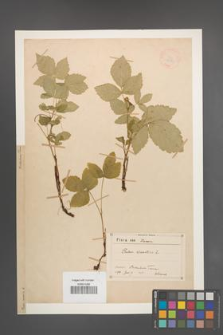 Rubus saxatilis [KOR 18594]