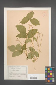 Rubus saxatilis [KOR 18590]