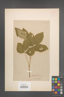Rubus saxatilis [KOR 18606]