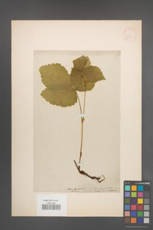 Rubus saxatilis [KOR 18603]