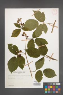 Rubus schleicheri [KOR 52584]