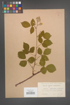 Rubus schnedleri [KOR 54887]