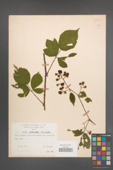 Rubus schnedleri [KOR 22976]