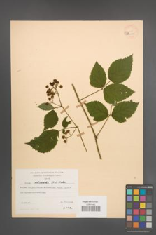 Rubus schnedleri [KOR 22975]