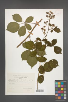 Rubus schnedleri [KOR 24371]