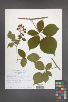 Rubus schnedleri [KOR 52559]