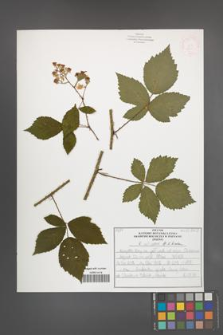 R. [Rubus] schnedleri [KOR 52588]