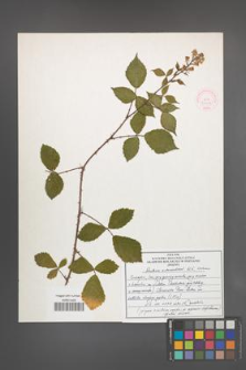 Rubus schnedleri [KOR 51797]