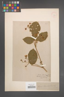 Rubus schleicheri [KOR 18580]