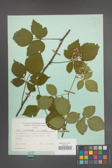 Rubus schnedleri [KOR 24362]
