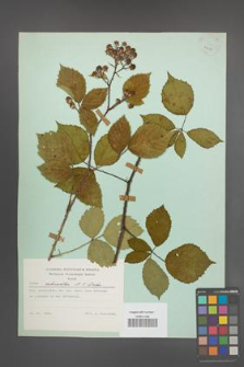 Rubus schnedleri [KOR 23881]