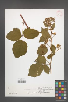 Rubus sciocharis [KOR 32312]