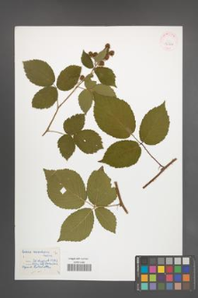 Rubus sciocharis [KOR 32322]