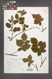 Rubus scissus [KOR 39038]
