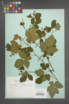 Rubus scissus [KOR 24435]