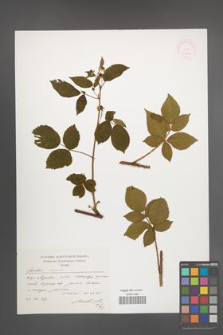 Rubus scissus [KOR 51892]