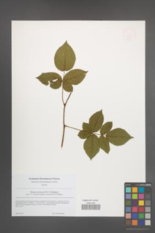 Rubus scissus [KOR 49213]