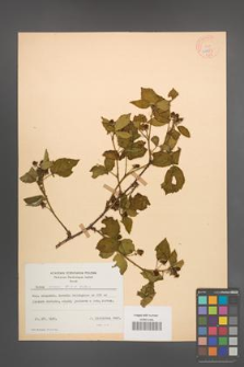 Rubus scissus [KOR 10961]