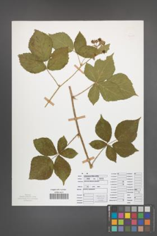 Rubus seebergensis [KOR 50018]