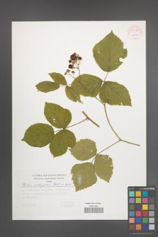 Rubus seebergensis [KOR 54439]