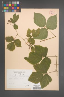 Rubus seebergensis [KOR 54435]
