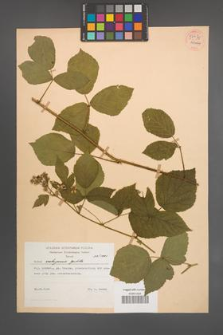 Rubus seebergensis [KOR 54434]