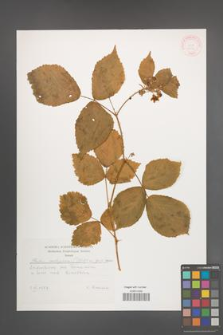 Rubus seebergensis [KOR 30751]